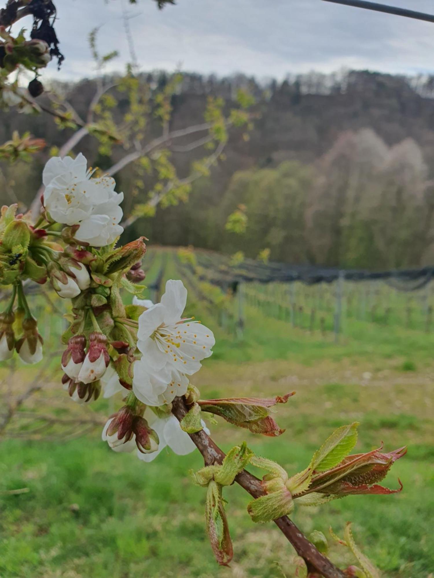 Privatunterkunft Weingut Pugl Josef *
